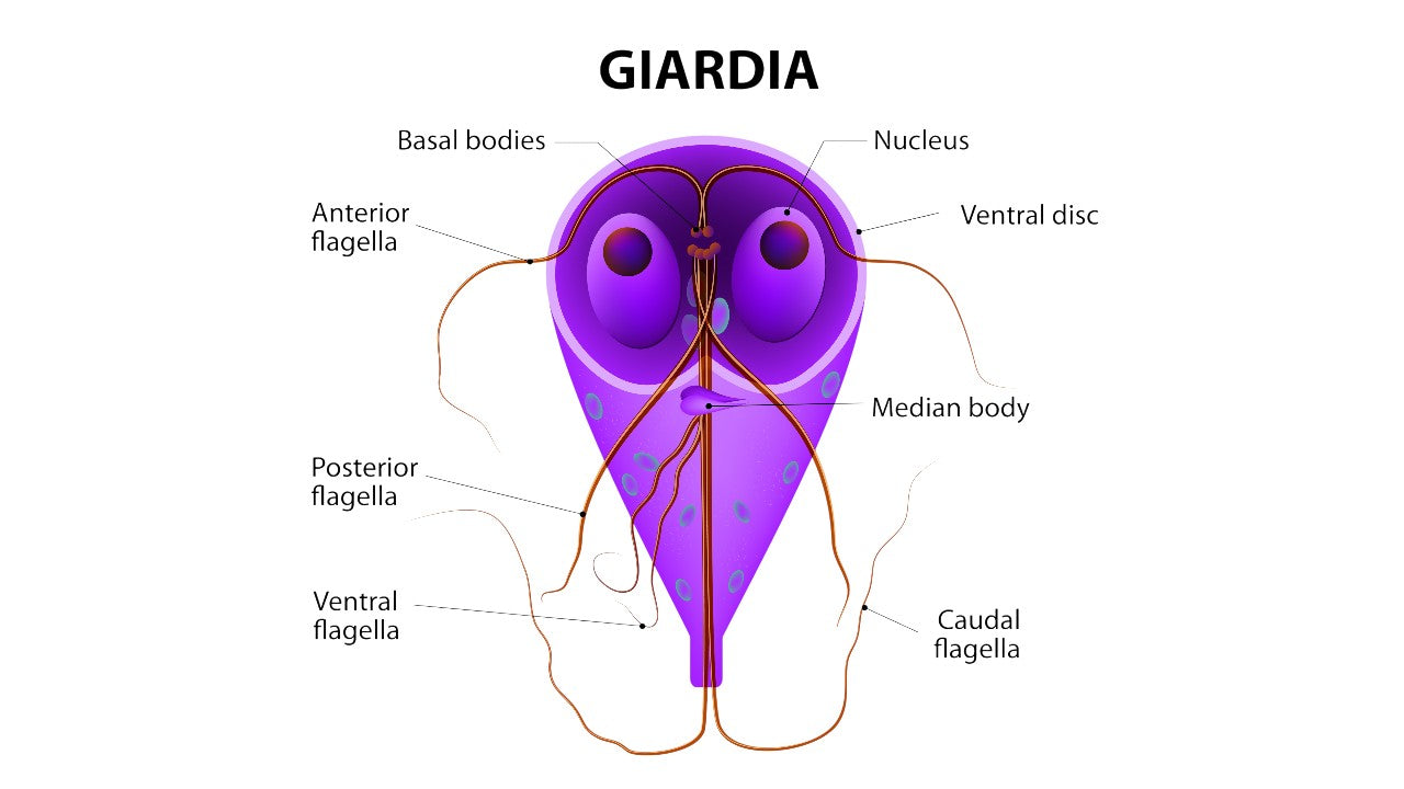 Water Filters to Remove Giardia