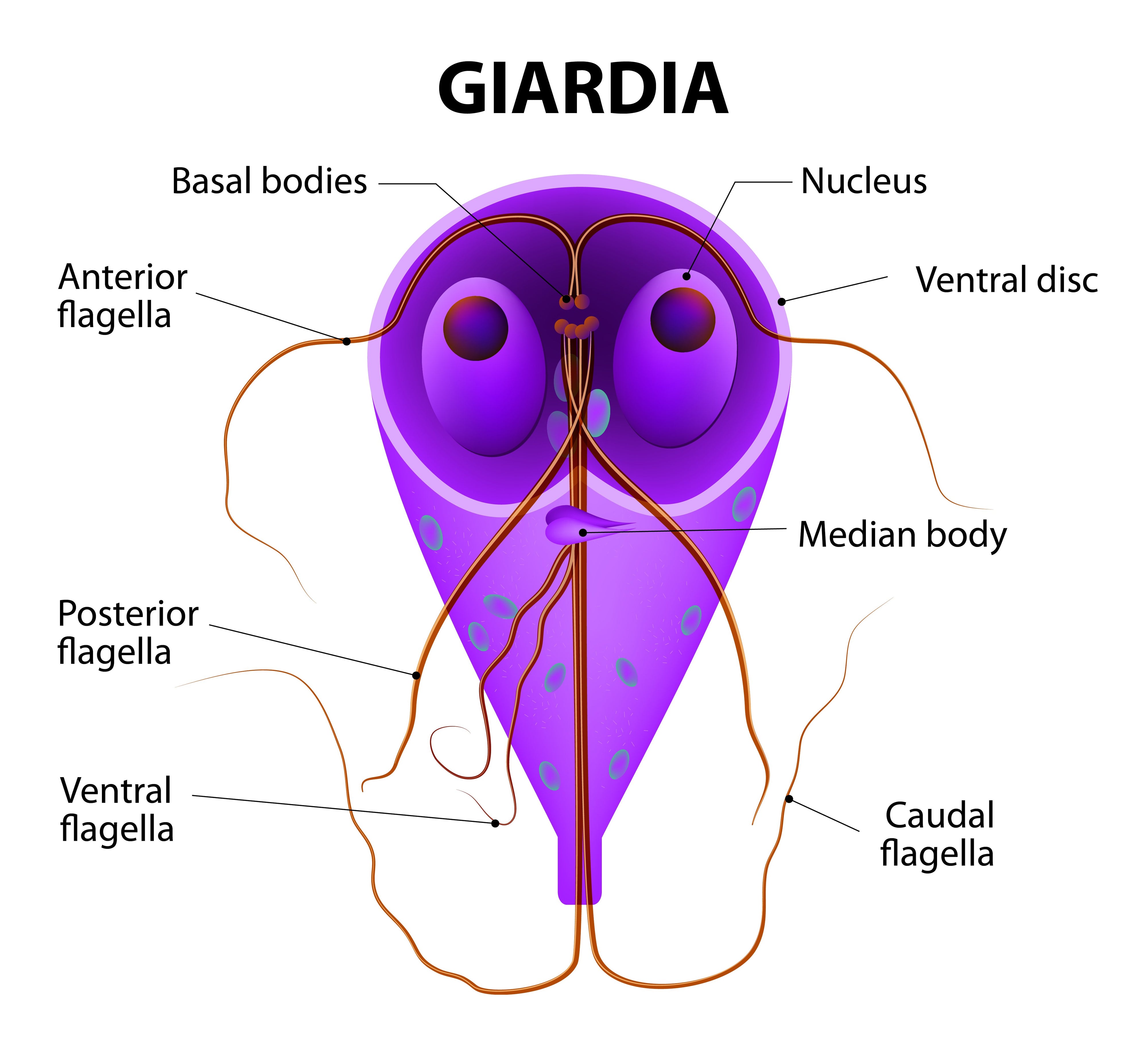Water Filters to Remove Giardia